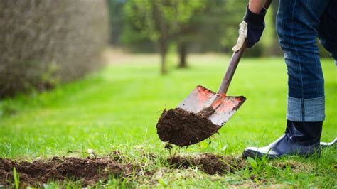 find a dig.